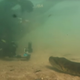 Illustration for article titled Divers test limits of giant anacondas patience by repeatedly shoving video camera into its face